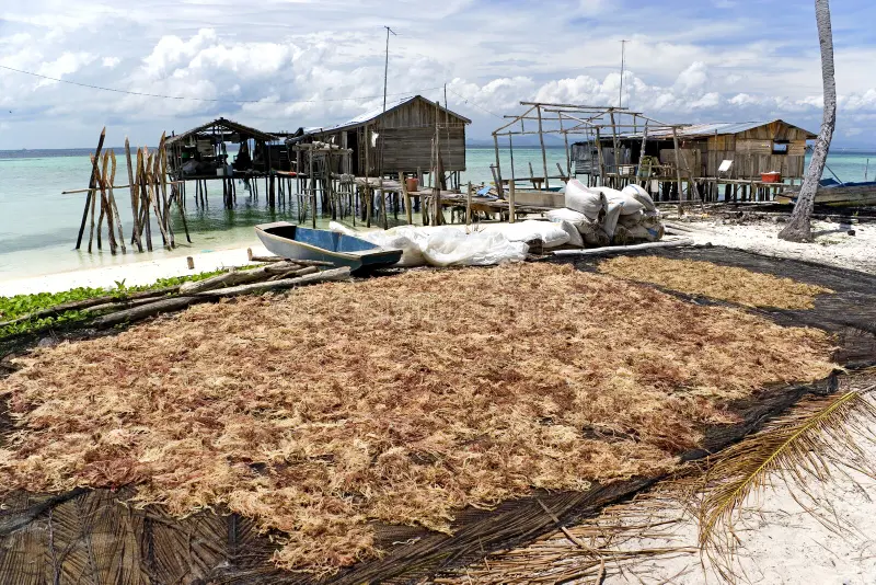 Natural Drying Process