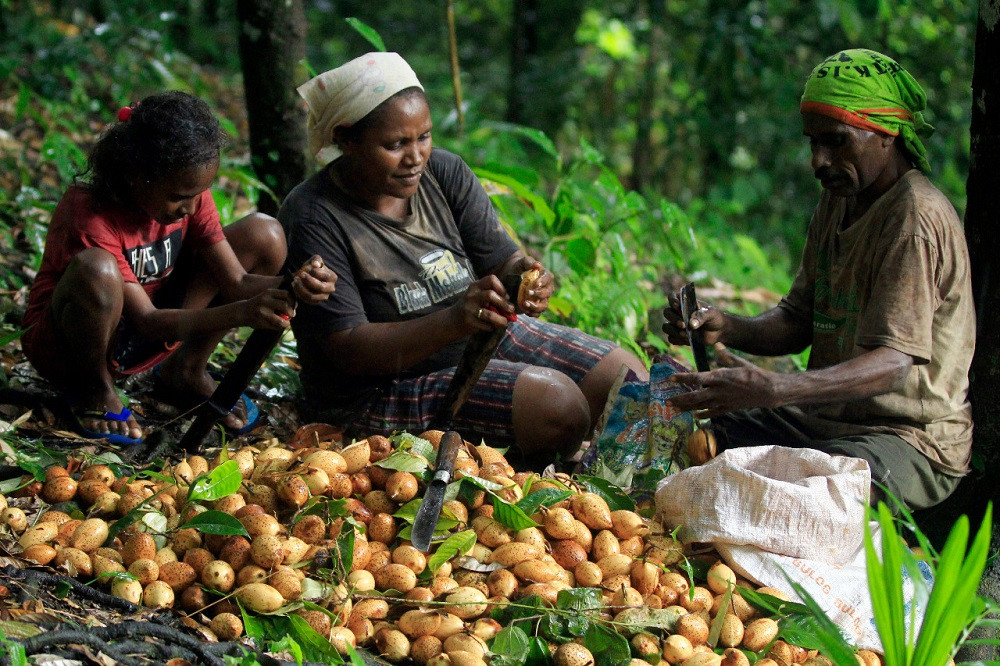 Nutmeg Harvesting