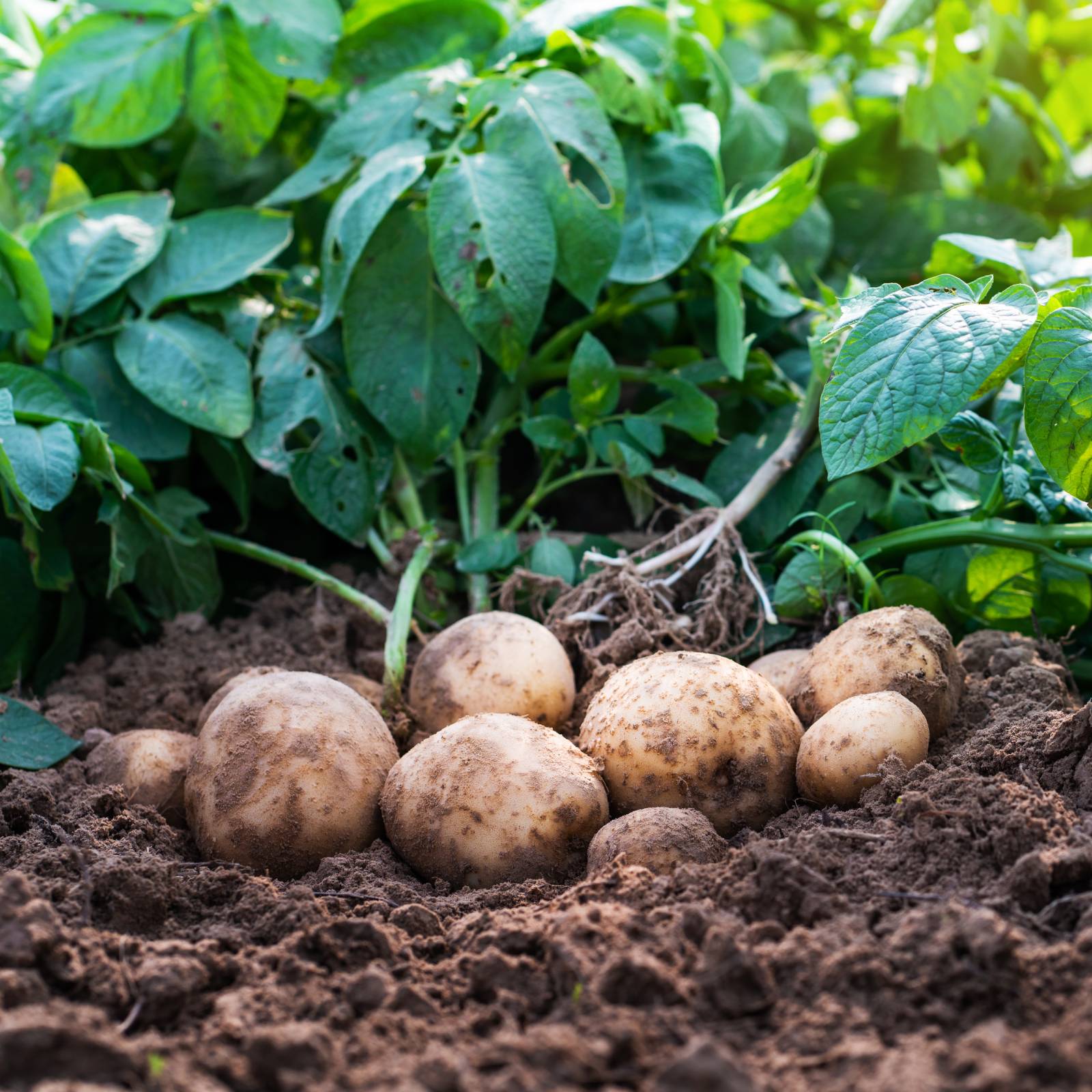 Potato Harvesting