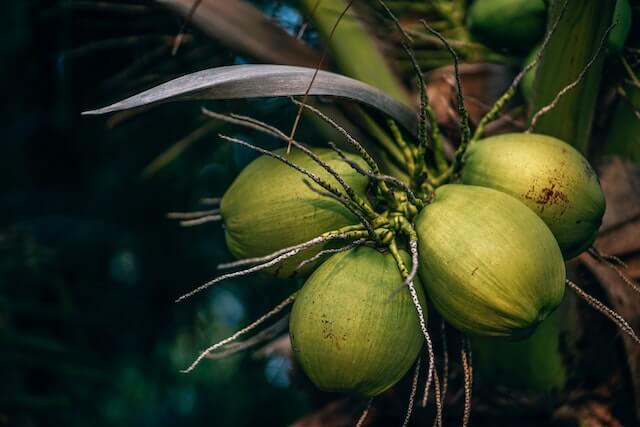 Coconut Harvesting
