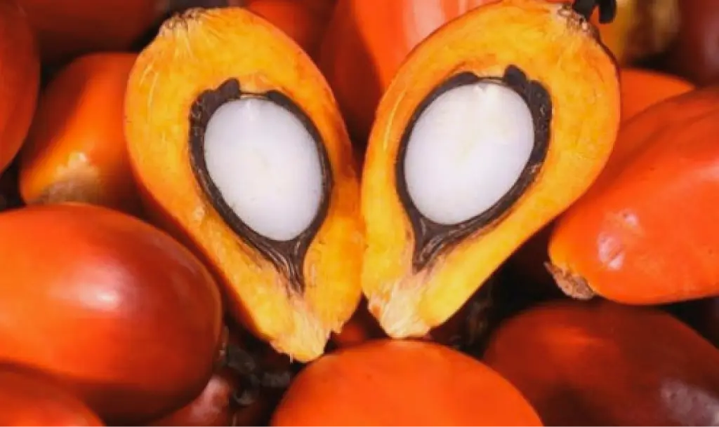 Raw Palm Kernels Receiving