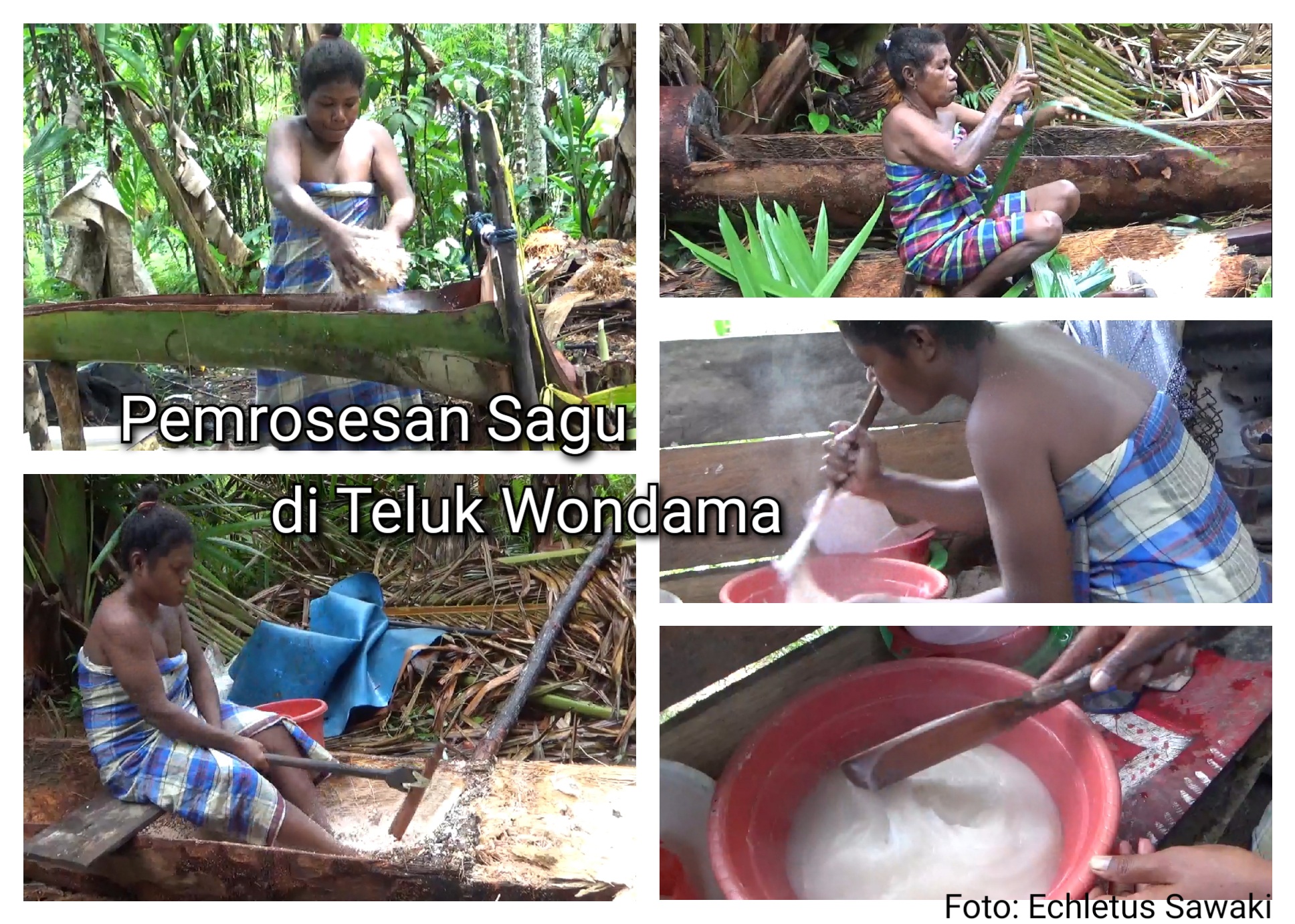 Sago Extraction Process