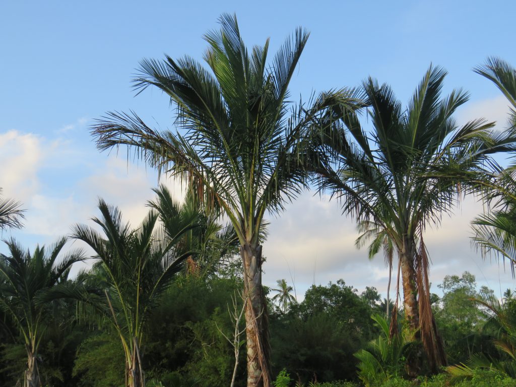 Sago Palm Tree