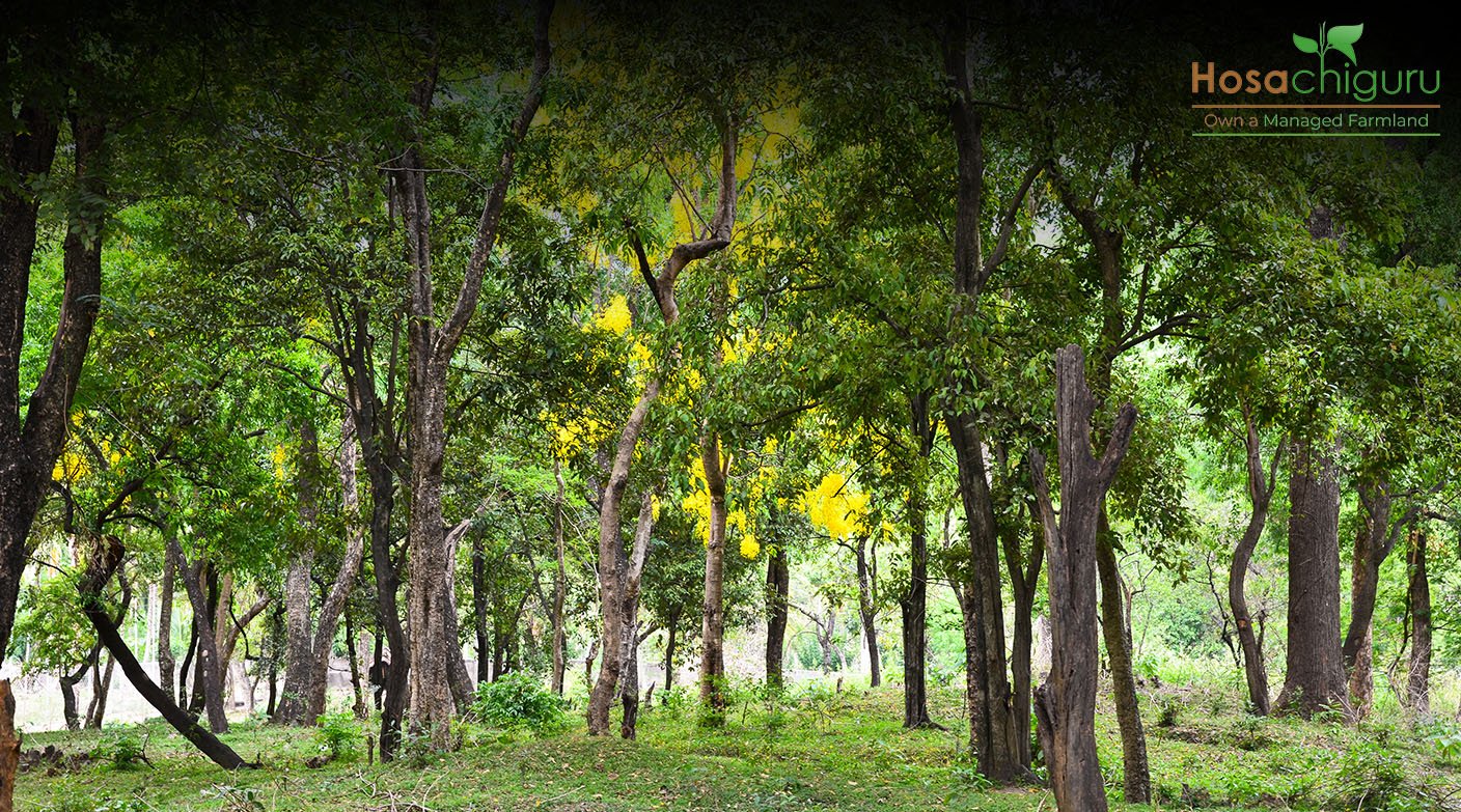 Sandalwood Harvesting