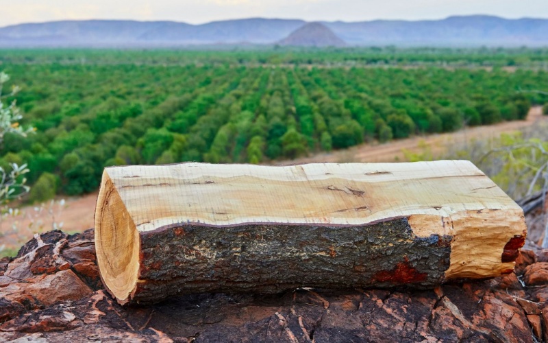 Sandalwood Tree