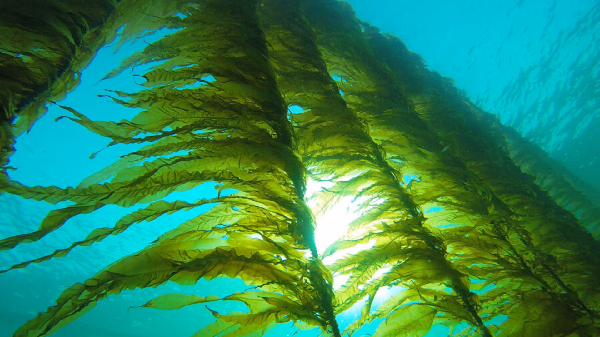 Caulerpa Cleaning