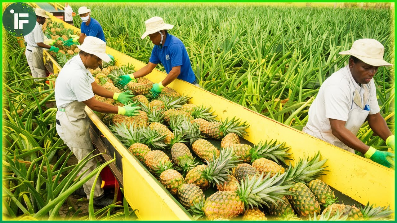 Global Dried Pineapple Shipping Map