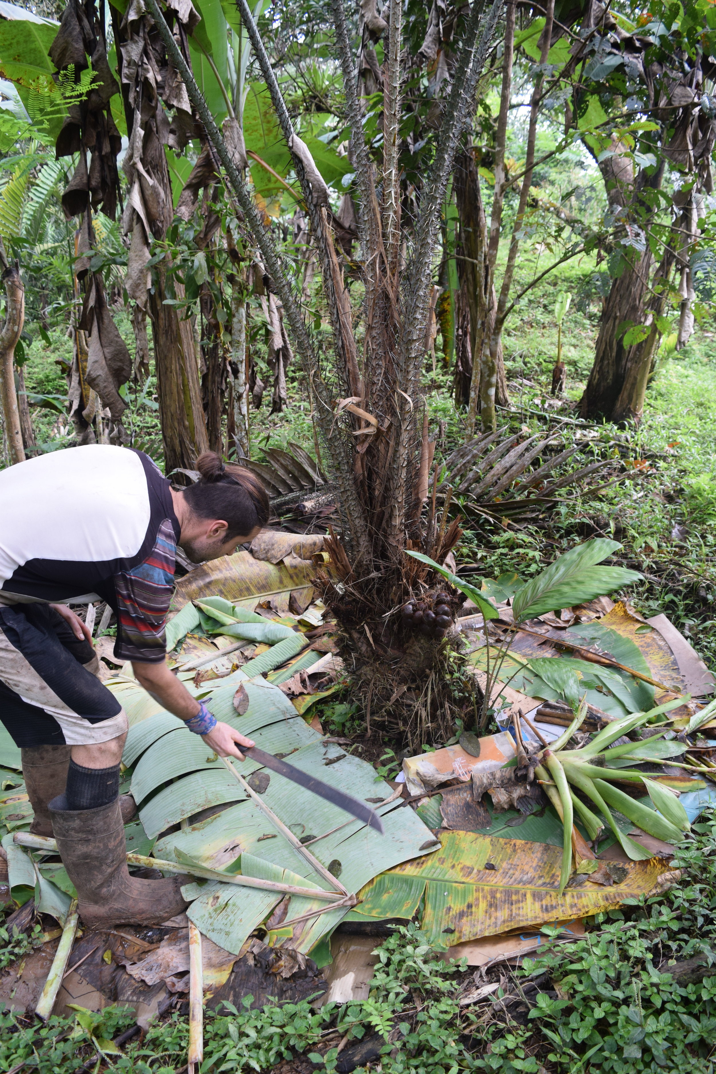 Snake Fruit Cultivation