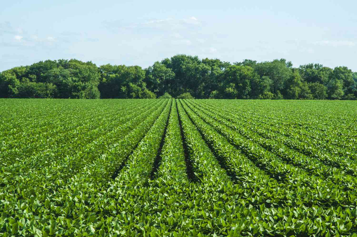 Soybean Harvest