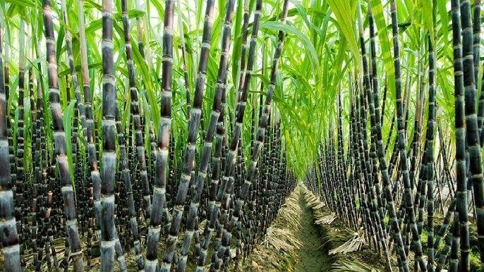 Sugarcane Harvest