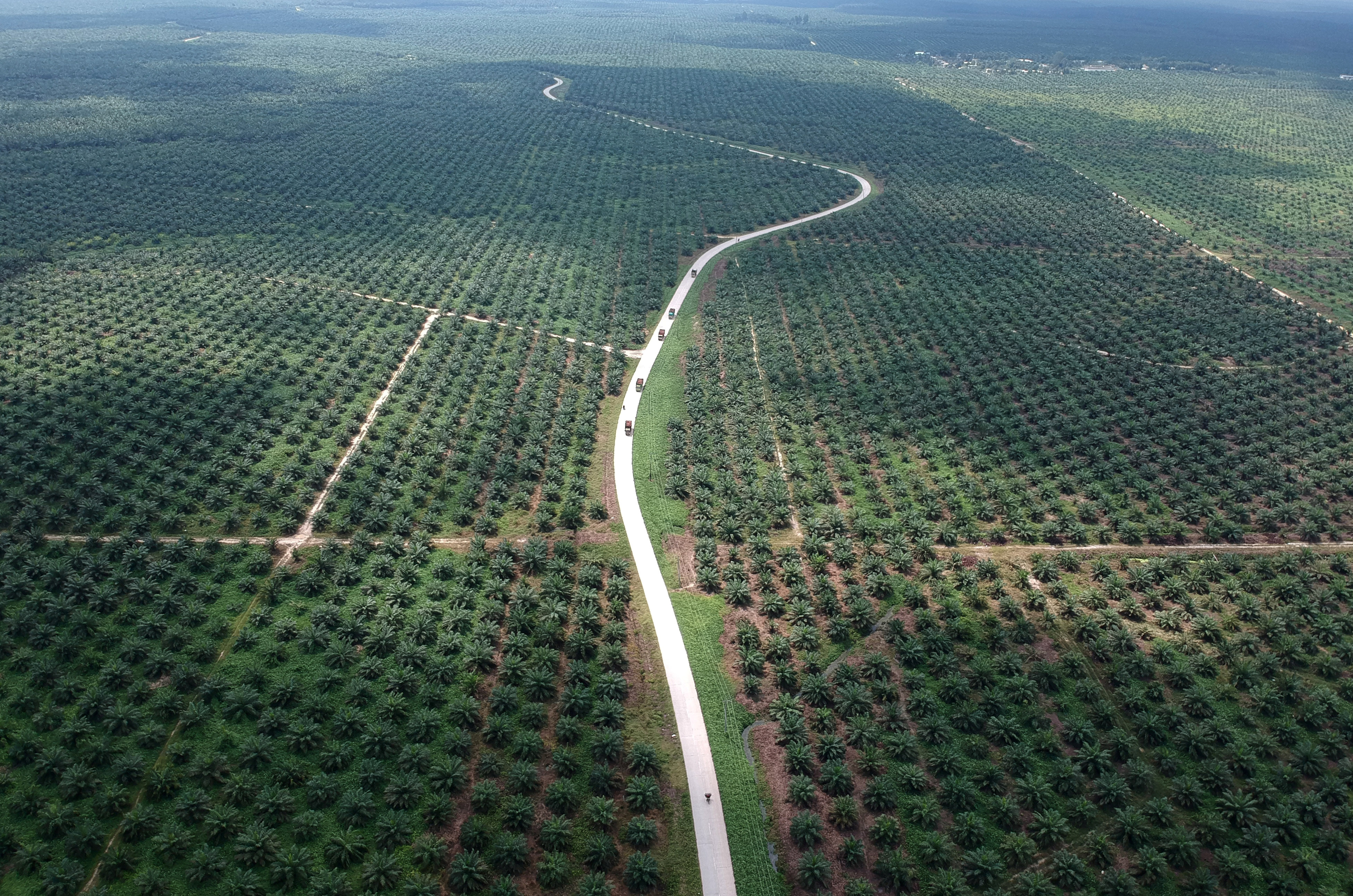 Sustainable Palm Plantation