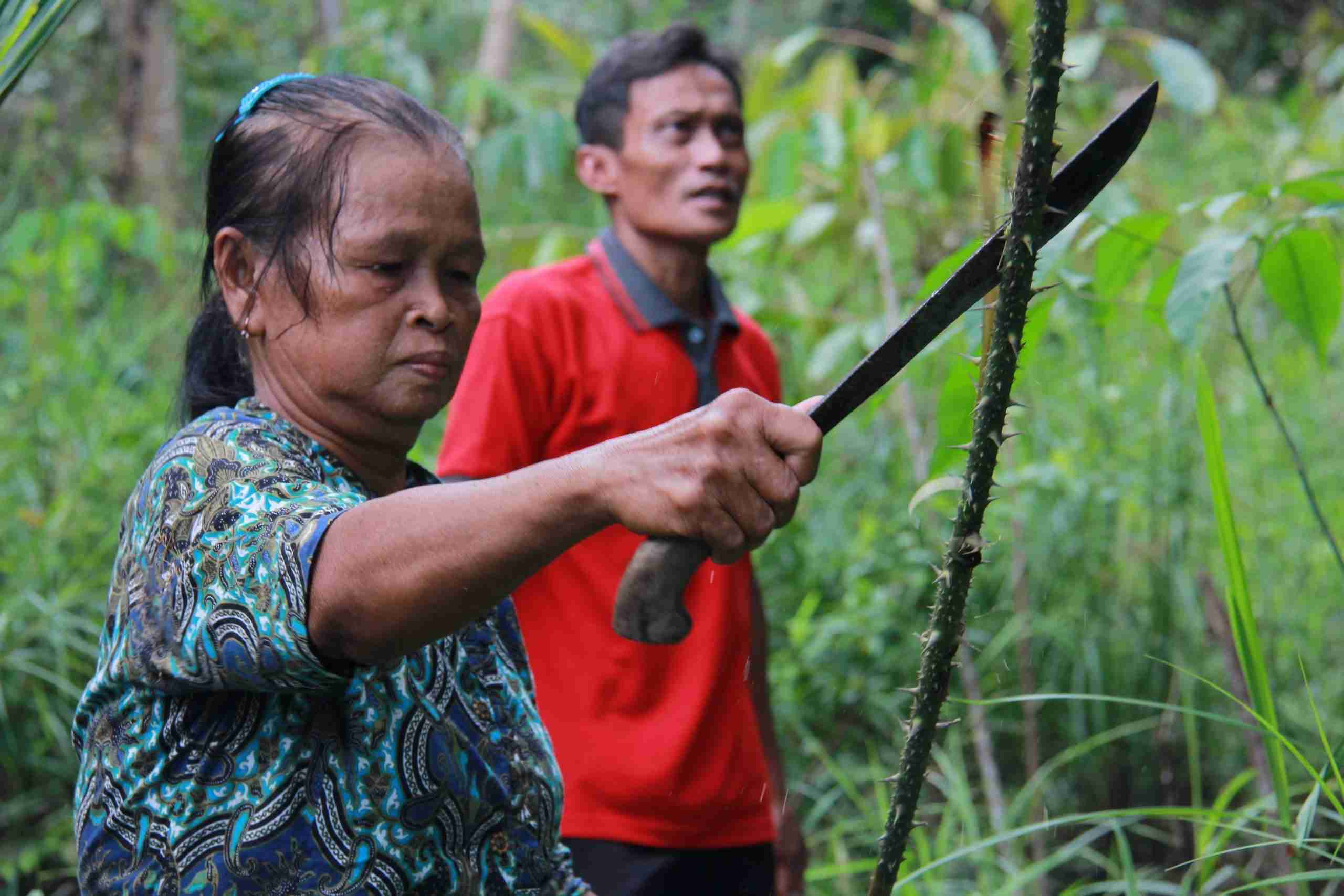 Sustainable Rattan Forest