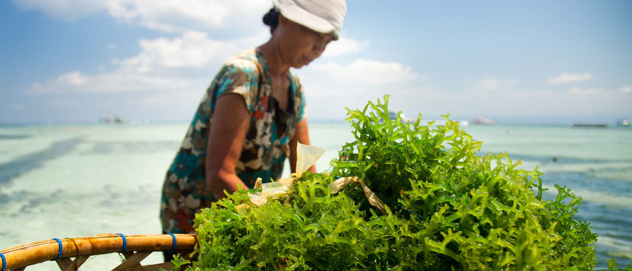 Sustainable Seaweed Farming