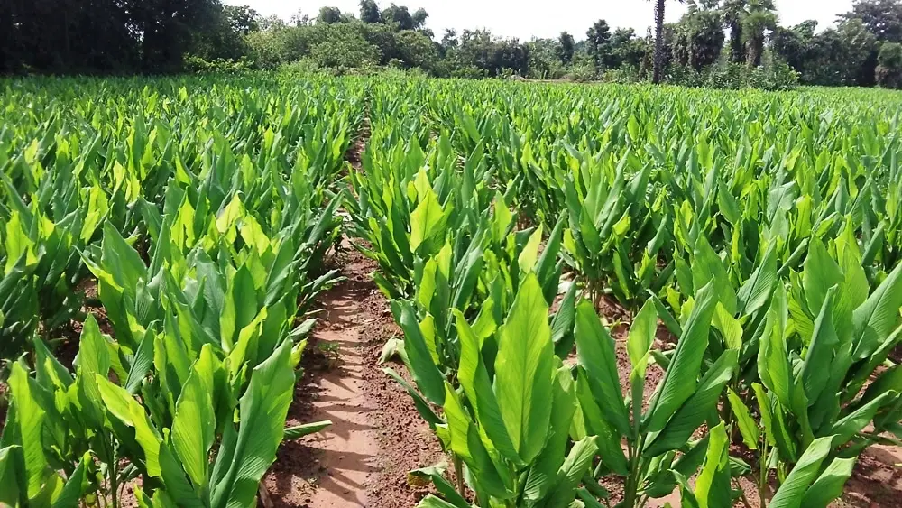 Turmeric Cultivation