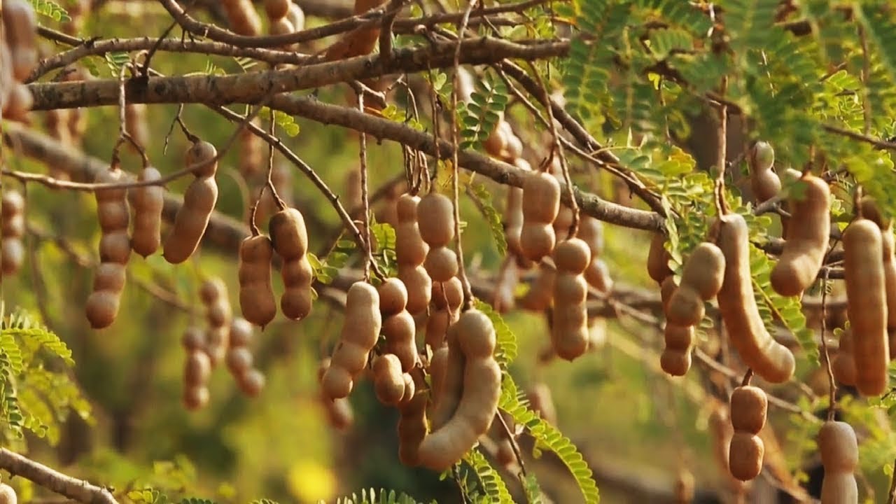 Tamarind Harvesting