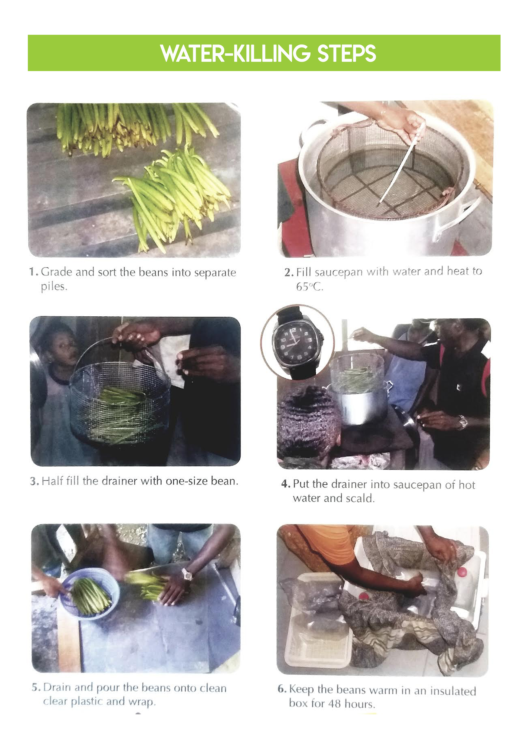 Vanilla Curing