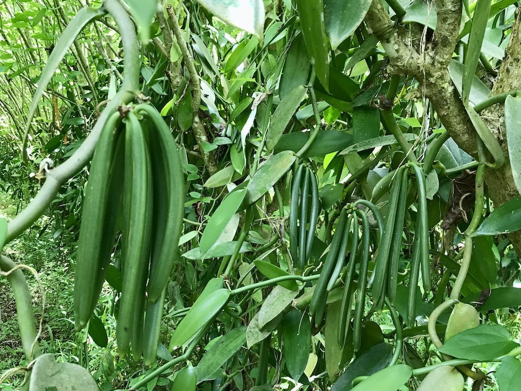 Vanilla Farm