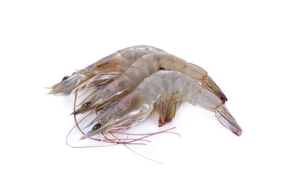 Fresh Frozen Shrimp