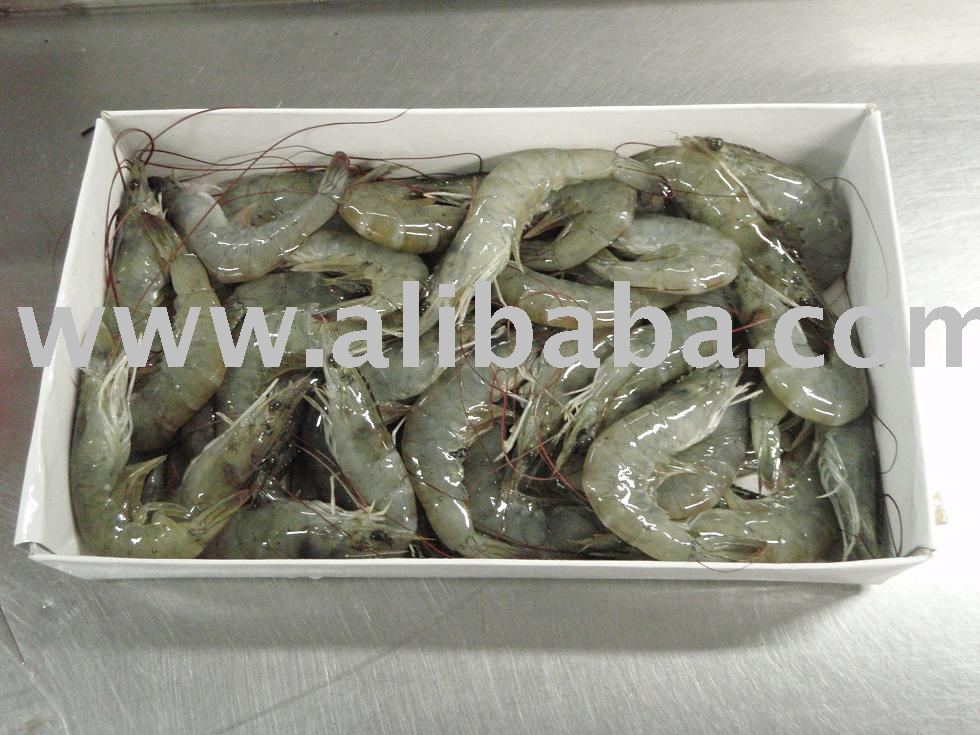 Headless Shell-On Shrimp
