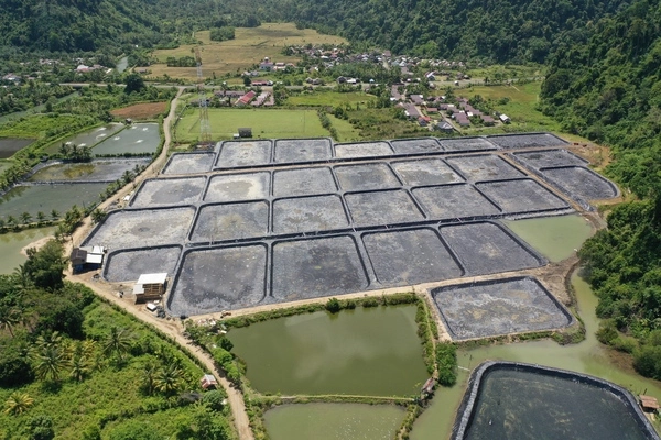 Sustainable Shrimp Ponds