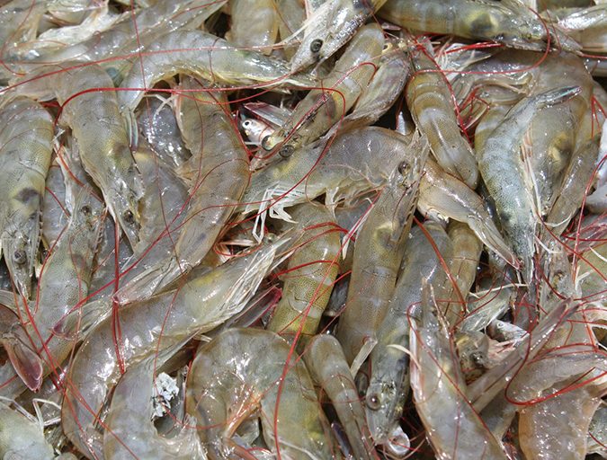 Shrimp Harvesting