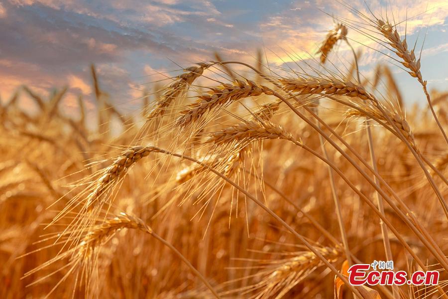 Wheat Field