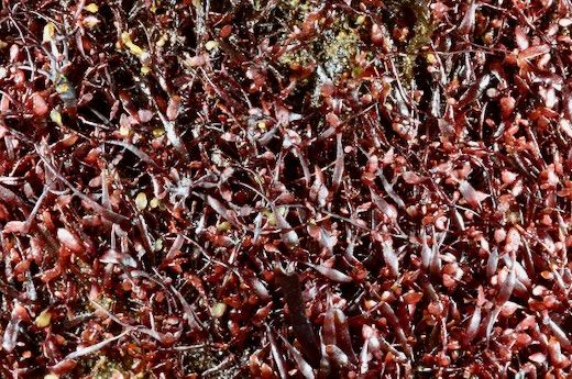 Wild Harvested Gelidium Seaweed